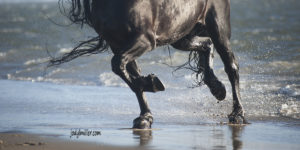 Half a Horse Photo- Jody L. Miller Horse Photographer