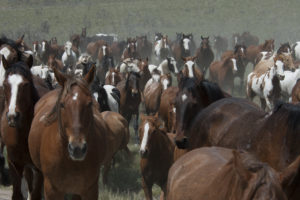 Horses as Pets- Jody L. Miller Horse Photography