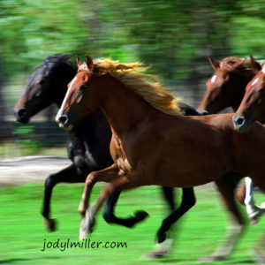 Grooming Tips for Your Horse- Jody L. Miller Photography