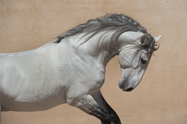 Horses in Art- Photographer Jody L. Miller