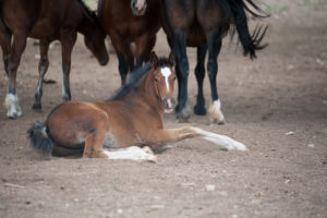 Mares and Foals- Jody L. Miller Horse Photographer