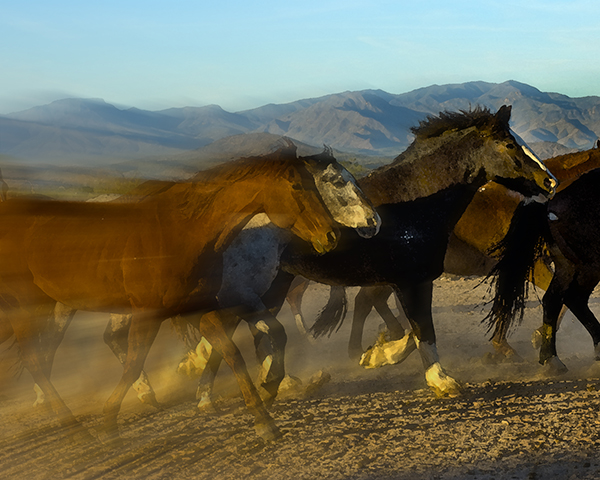 Shedding Horses Pandemic-Jody L. Miller Horse Photographer
