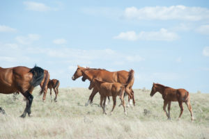 Mares and Foals- Jody L. Miller Horse Photographer