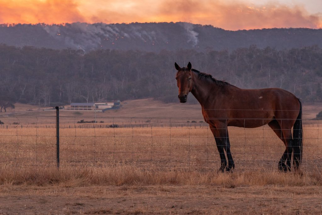 Wildfire Season Horses- Jody L. Miller Horse Photographer