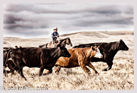 Fathers Day-Jody L. Miller Horse Photography