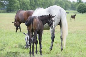 Horse Country Tours Mill Ridge Farm- Jody L. Miller Horse Photography