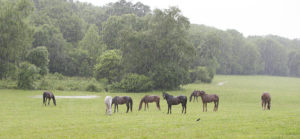 Horse Country Tours- Denali Stud Farm-Jody L. Miller Horse Photography