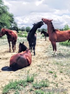 Horse Herd-Jody L. Miller Horse Photography