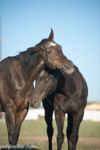 Horse behavoir in the Herd- Jody L. Miller Horse Photography