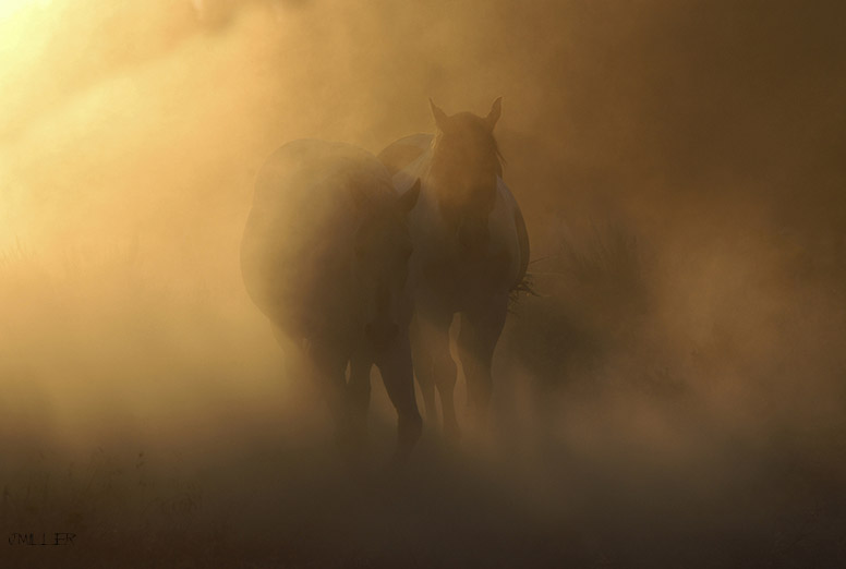 Importance of light in equine photography-Jody L. Miller