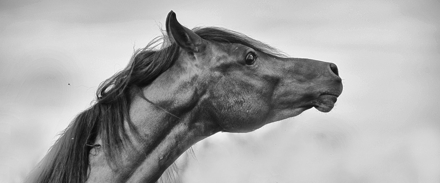 Black and White Horse Photos- Jody L. Miller