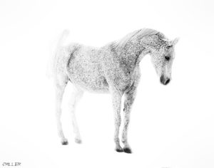Black and White Horse Photos- Jody L. Miller