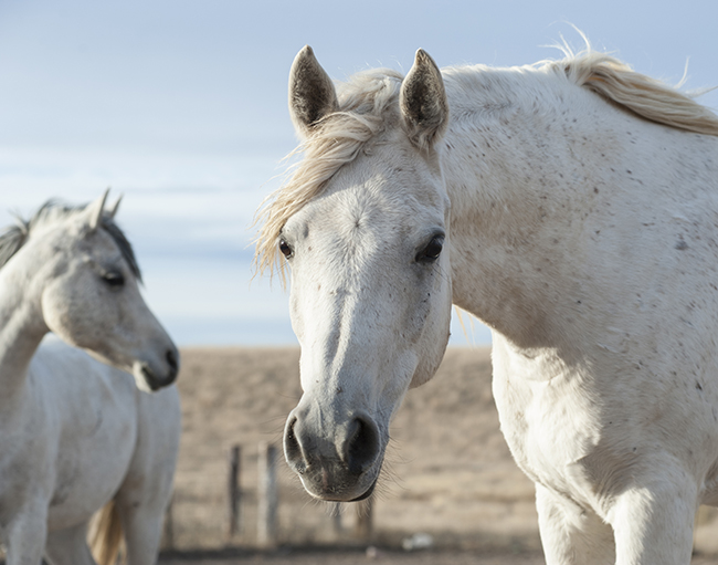 Why we love horses- Jody L. Miller Horse Photography
