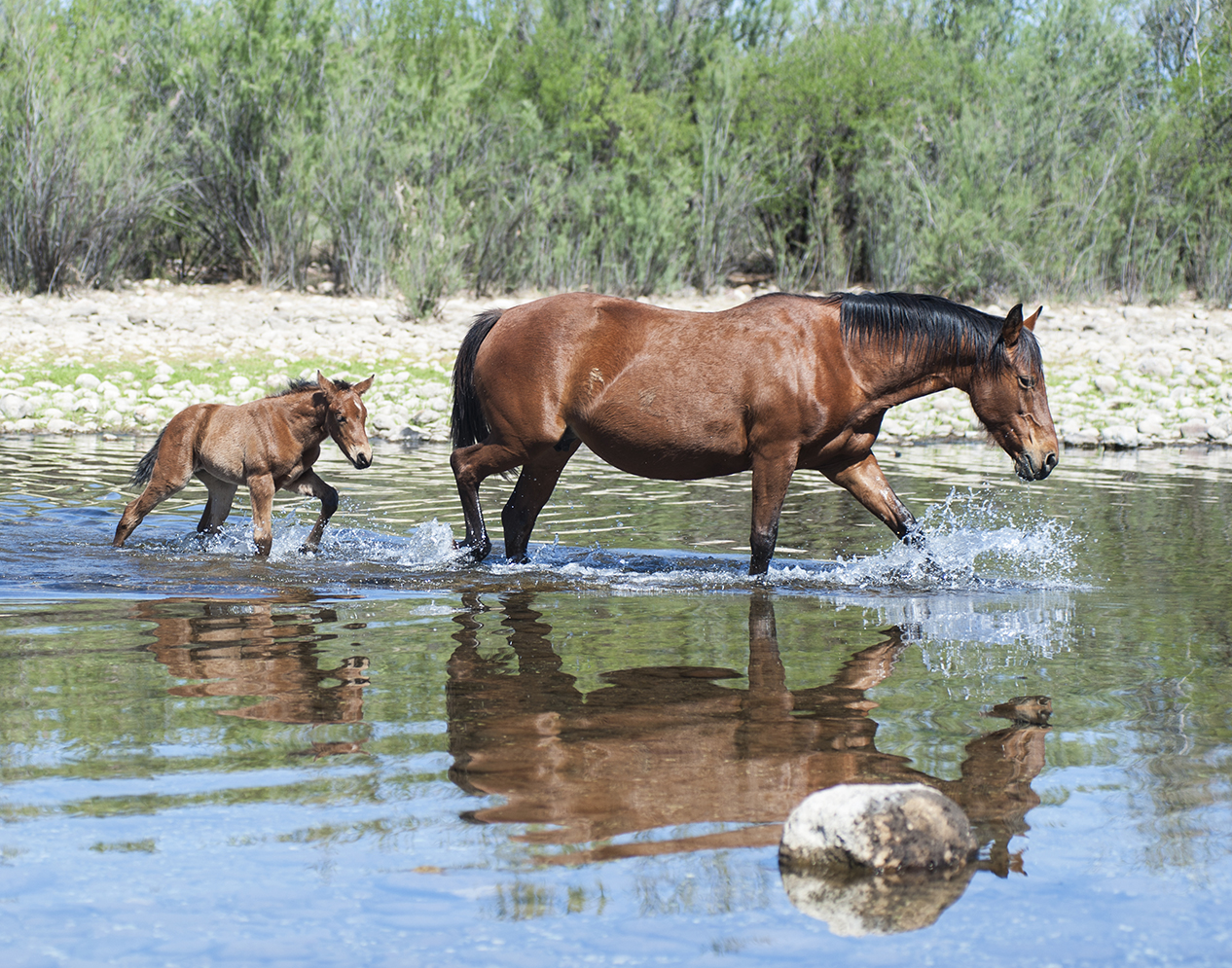 Wild Horses Arizona - Jody L Miller Horse Photography