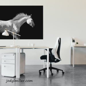 Black and White Arabian Horse- Jody L. Miller