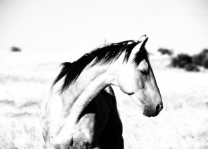Black and White Horse Photo - Jody L. Miller Photography
