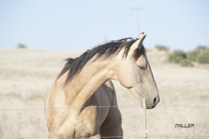 Color Horse Photo