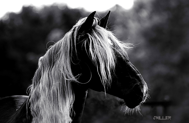 Black And White Horse Photo - Jody L. Miller Photography