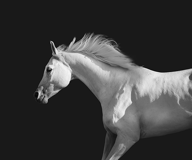 Black and White Horse Photos- Jody L. Miller Photography