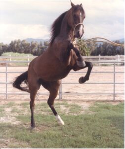 Zarod - Heart Horse