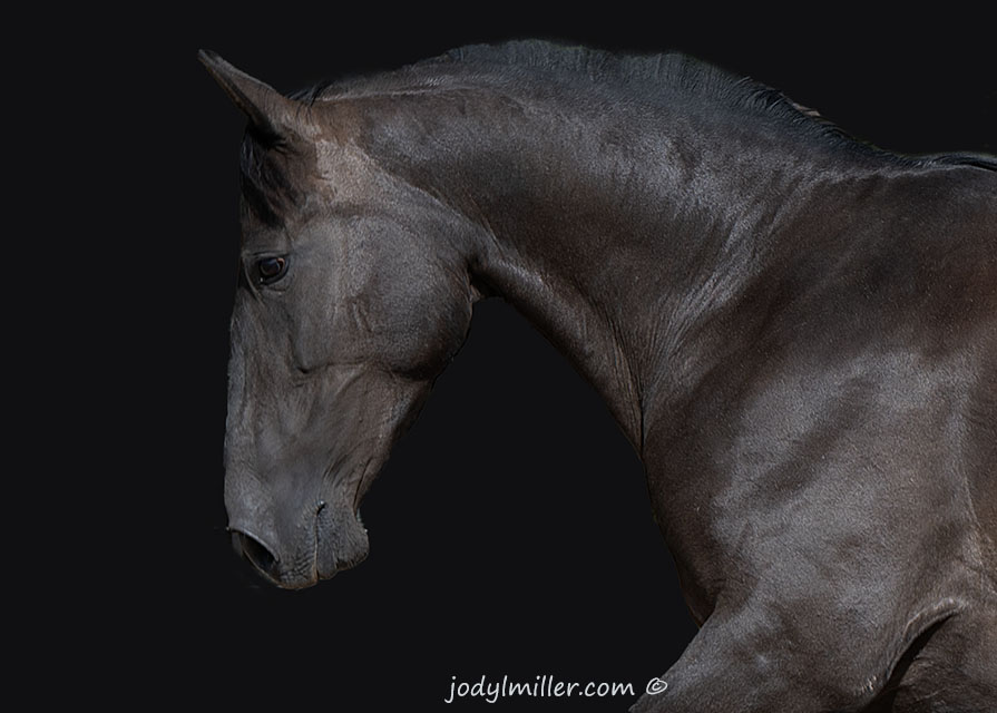 Gwenevere Andalusian Horse