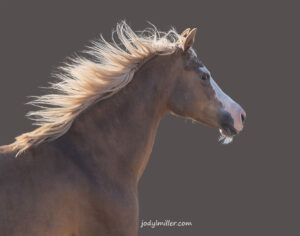 Morgan horse with flowing mane