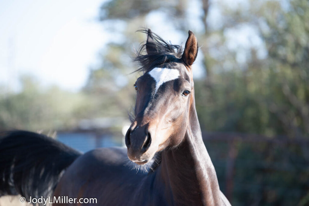 Bay Morgan Horse