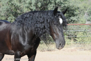 Friesian Horse Photo 