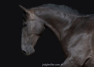 Andalusian Beautiful Horse