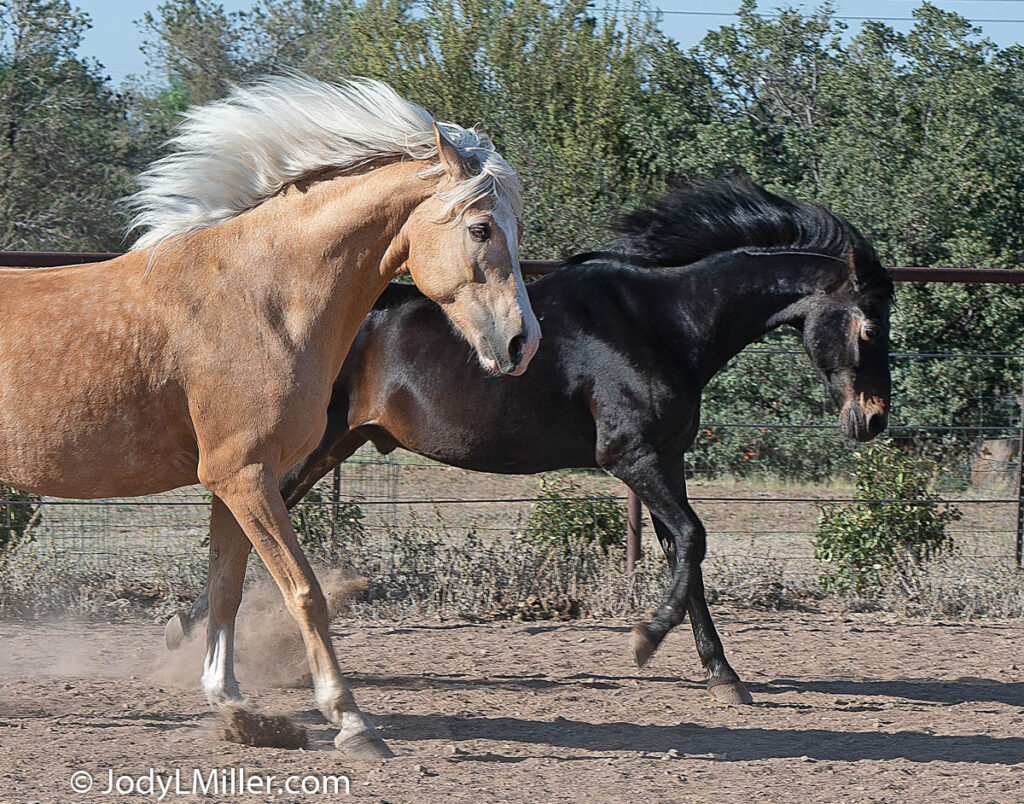 Palomino Morgan Horse with Bay Morgan Horse