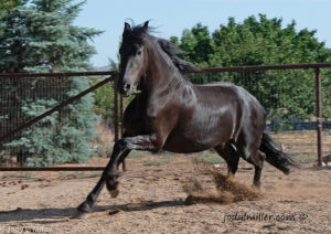 Friesian Horse for Sale