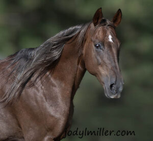 Rocky Mountain Beautiful Horse