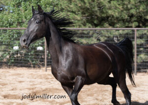 Foxtrotter Beautiful Horse