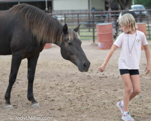 Rocky Mountain Horse getting cookies