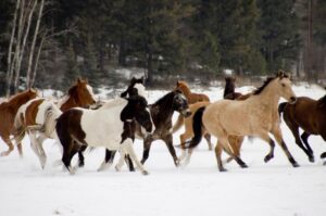 Winter Horse Photo Shoot